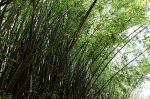 福至心靈，感覺有FU(觀音山)