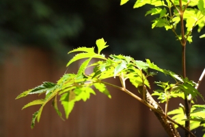 PENTACON 50mm 1.8德鏡+7D測試