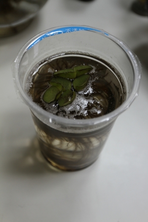 「珍貴稀有保育類野生動物」-台灣鬥魚驚人的感動....