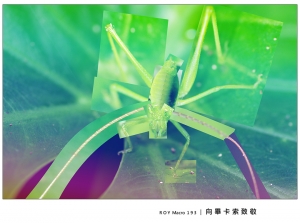 R O Y Macro 1 9 3 │ 向 畢 卡 索 致 敬