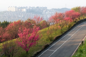 壽山巖觀音寺 櫻花