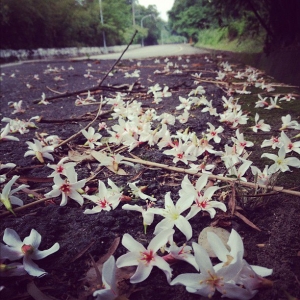 Iphone 4S隨手拍-2