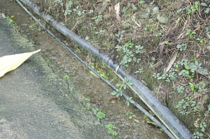2011 苗栗汶水豆腐街 (螃蟹,青蛙)
