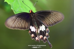 2007 生態隨拍(牛伯伯蝴蝶館)