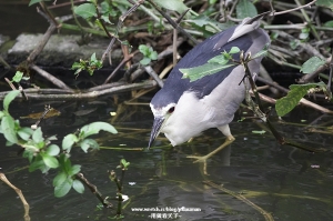 20070915 植物園 @鳥