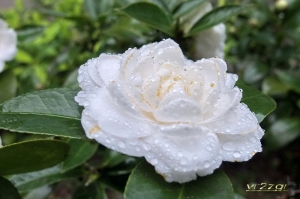 春雨茶花