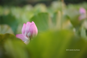 2013 6 月 攝影記錄 夏荷