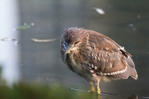 趕熱潮 趁天晴也去大安森林公園打鳥