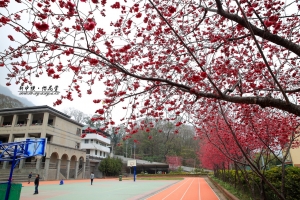 新中橫/草坪頭 櫻花賞