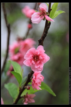 北投棲花大道
