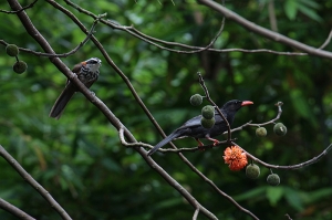 再拍追焦照時 拍到我不知道的鳥類?