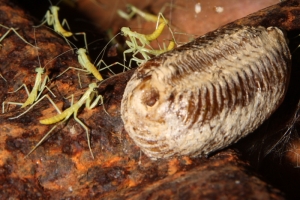 難得一見的螳螂幼子!剛出生的喔!!
