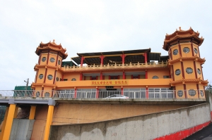 ★雙峰山賞桐★