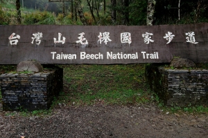 太平山行［四］— 山毛櫸步道