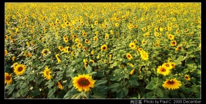 再見2008向日葵