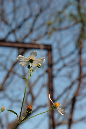 [Canon 400D]春暖花開