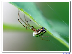 100mm f/2.8L Macro IS USM....一張流