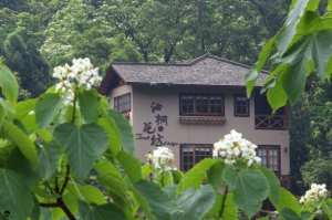 [苗栗打鹿坑]當我們"桐"在一起，幸福桐花貓
