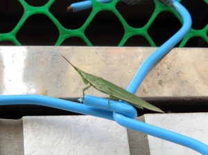 [SX50HS]家門前衣架上的城市草蜢