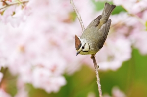 冠羽戲櫻迎春圖