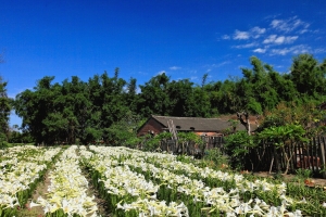 中湖 鐵炮百合花園