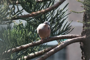 2013.11.26 窗外的珠頸鳩雪恥 (也是一張流) (升元老了耶)