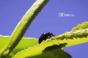 ::: 愛相隨 by DV :::