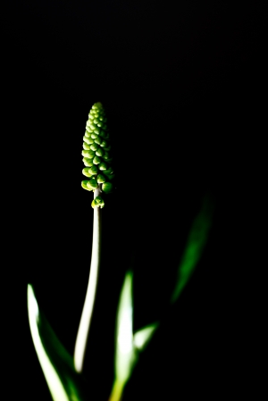 油點百合