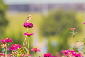 百日草花田．鷦鶯＆黃頭扇尾鶯