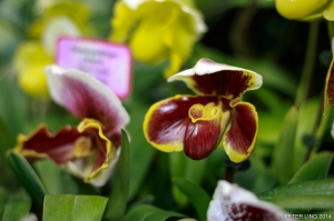 花儿 之 50 1.8 (练功篇)