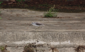 不知什麽鳥~隨拍