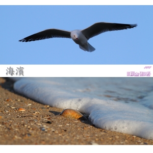 近日隨拍剪輯