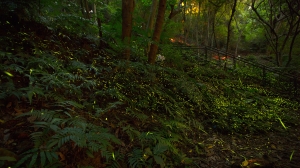 螢蟲螢蟲......好螢啊!!