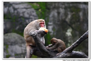 木柵動物園之潑猴篇
