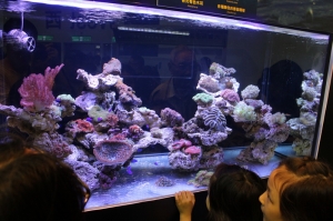 2012觀賞魚展