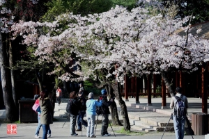 那一年我們在阿里山櫻花季