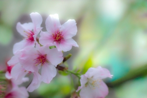 ++索羅門@淡水~天元宮櫻花++