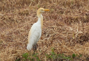 黃頭鷺