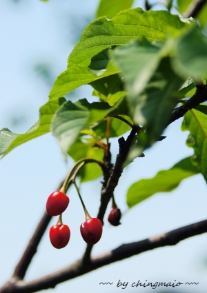 櫻花果