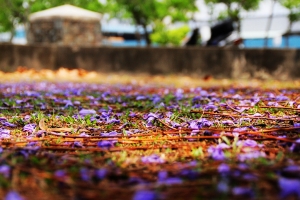 偶遇：府平公園之美