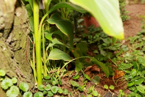 花草雜拍 _by jyp.