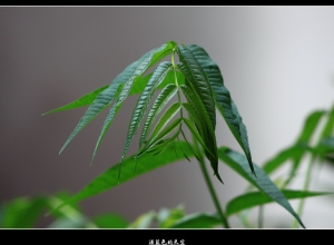 新葉‧新雨