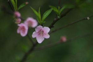 桃花舞春風