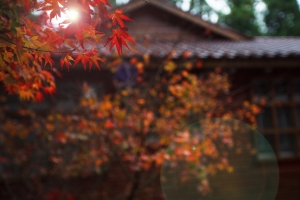 楓葉