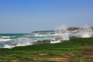 巨浪老梅
