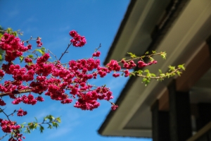 九族櫻花