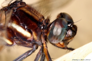 大雜燴(3)~~鳥天氣鳥鳥拍~~BY 好攝客