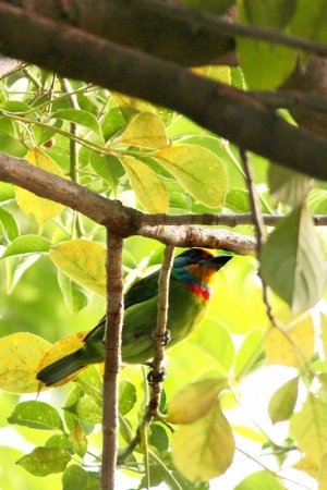 不知是不是五色鳥?請大人定奪.//