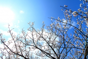 陽明山竹子湖