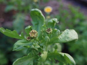 ★2013/03田園花草(四)★ ~茼窩~玫瑰花~